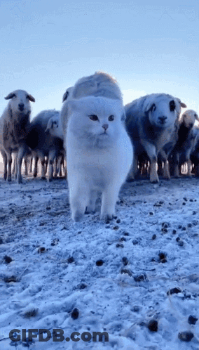 White Cat Standing In Front Of Sheep GIF