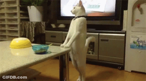 White Cat Standing In Front Of Television GIF