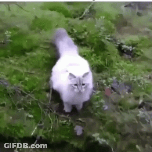 White Cat Standing In Grass By River GIF