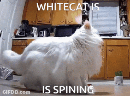 White Cat Standing In Kitchen Saying Whitecatis Is Spining GIF