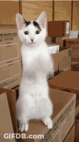 White Cat Standing On Cardboard Box Saying For Multiple Uses GIF