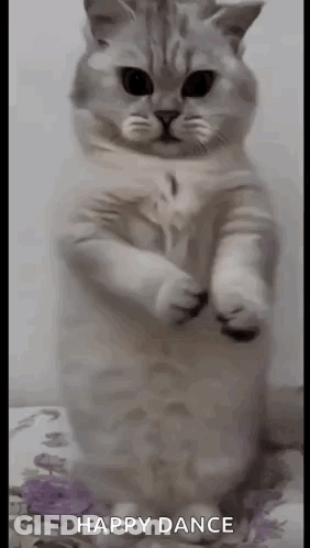 White Cat Standing On Hind Legs GIF