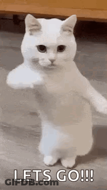 White Cat Standing On Hind Legs Fist GIF