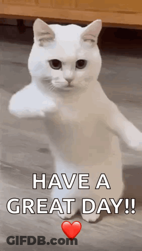 White Cat Standing On Hind Legs Giving Fist Bump GIF