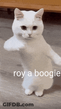 White Cat Standing On Hind Legs Giving Middle Finger GIF