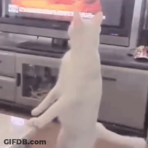 White Cat Standing On Hind Legs In Front Of Television GIF