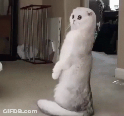 White Cat Standing On Hind Legs Looking At Camera GIF