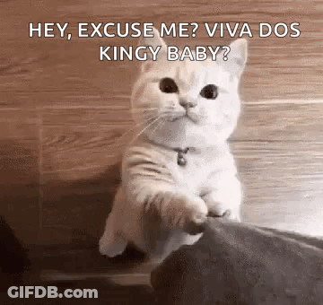 White Cat Standing On Hind Legs Looking At Person GIF