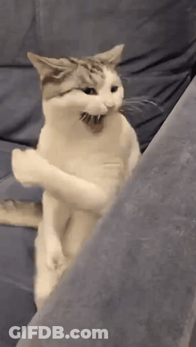 White Cat Standing On Hind Legs On Couch GIF