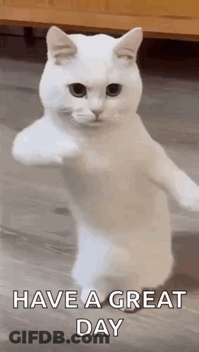 White Cat Standing On Hind Legs GIF