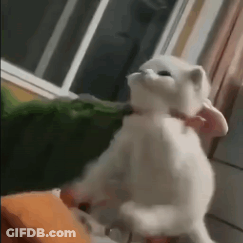 White Cat Standing On Hind Legs GIF