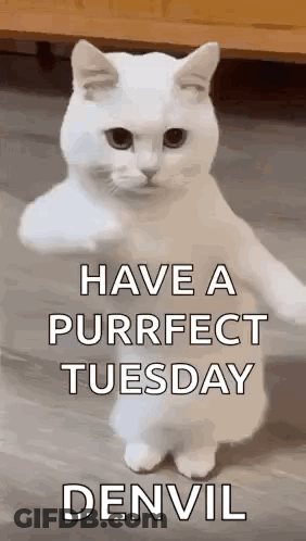 White Cat Standing On Hind Legs GIF