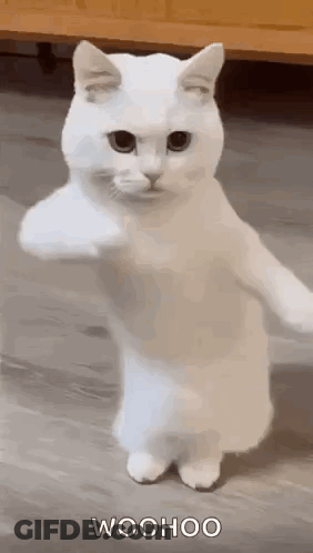 White Cat Standing On Hind Legs GIF