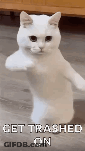 White Cat Standing On Hind Legs With Paw In Air GIF
