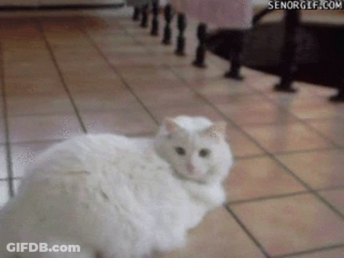 White Cat Standing On Tiled Floor GIF