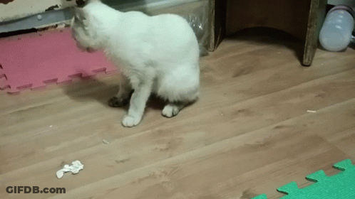 White Cat Standing On Wooden Floor Next To Green Puzzle Mat GIF