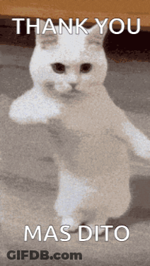 White Cat Standing Saying Thank You Mas Dito GIF
