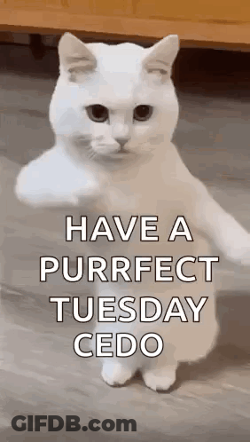 White Cat Standing Thumbs Up GIF