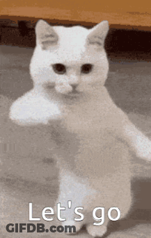 White Cat Standing With Arms Outstretched Saying Let's Go GIF