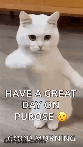 White Cat Standing With Have A Great Day GIF
