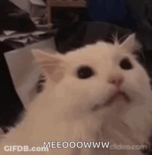 White Cat Surprised Looking At Camera GIF