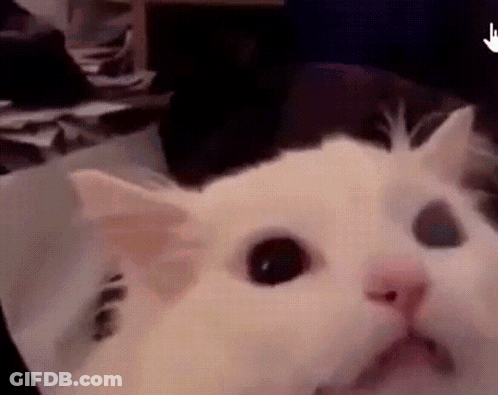 White Cat Surprised Looking At Camera GIF