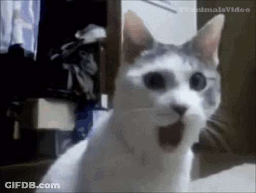 White Cat Surprised On Bed GIF