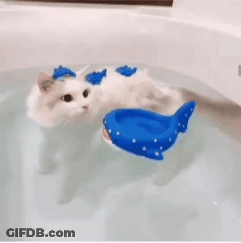 White Cat Swimming In Bathtub With Whale Float GIF