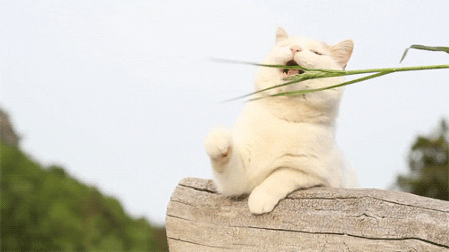 White Cat Tease Around With Grass GIF