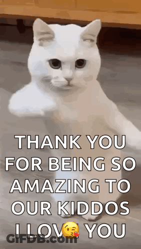 White Cat Thanking Our Amazing Kiddos GIF