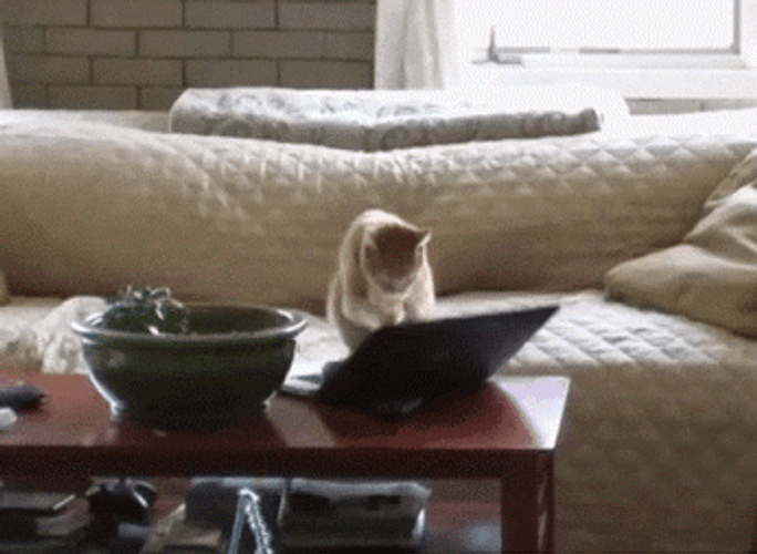 White Cat Typing On Couch GIF