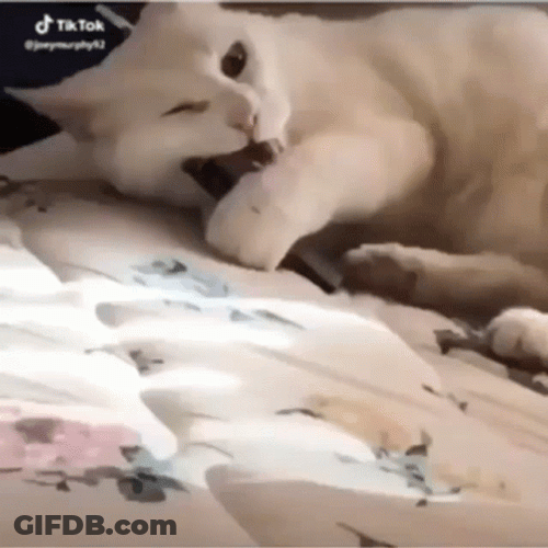 White Cat Vape GIF