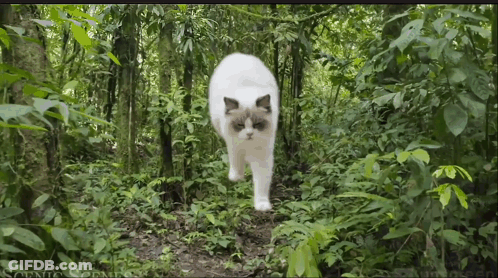 White Cat Walking In Forest Scenic Openings GIF
