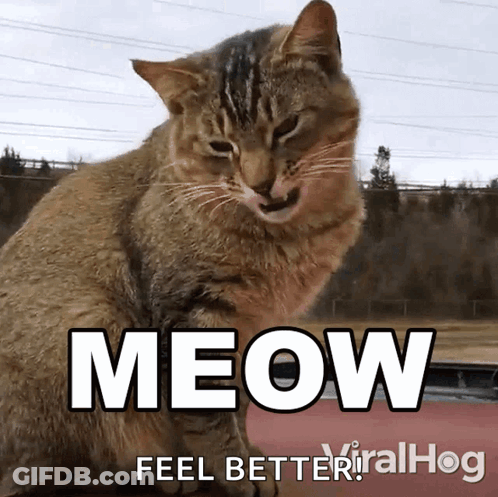White Cat Walking On Cardboard Meow Meow Meow Aghhaggauuughhghg GIF