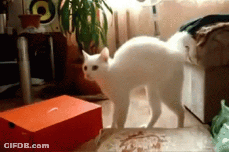 White Cat Walking On Two Legs GIF