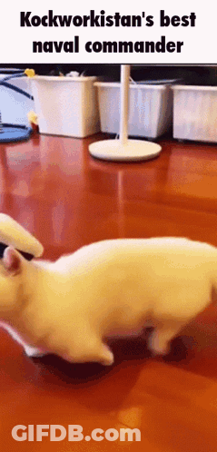 White Cat Walking On Wooden Floor With Kockworkistan's Best Naval Commander GIF