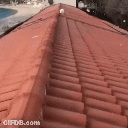 White Cat Walking Up Tiled Roof Stairs GIF