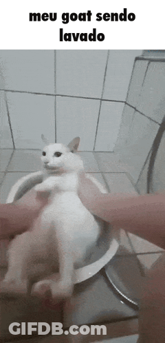 White Cat Washed In Bowl Meu Goat Sendo Lavado GIF