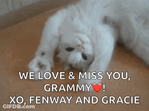 White Cat We Love & Miss You Grammy GIF