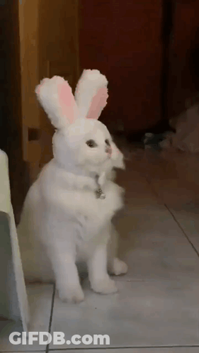 White Cat Wearing Bunny Ears And Collar GIF