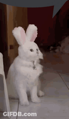 White Cat Wearing Bunny Ears GIF