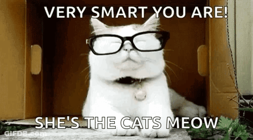 White Cat Wearing Glasses In Box GIF