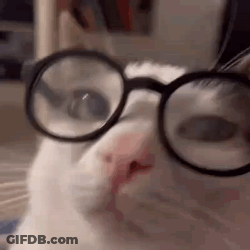 White Cat Wearing Glasses Looking At Camera GIF