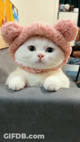 White Cat Wearing Pink Eared Hat GIF