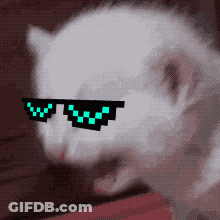 White Cat Wearing Pixelated Sunglasses With Letter W GIF