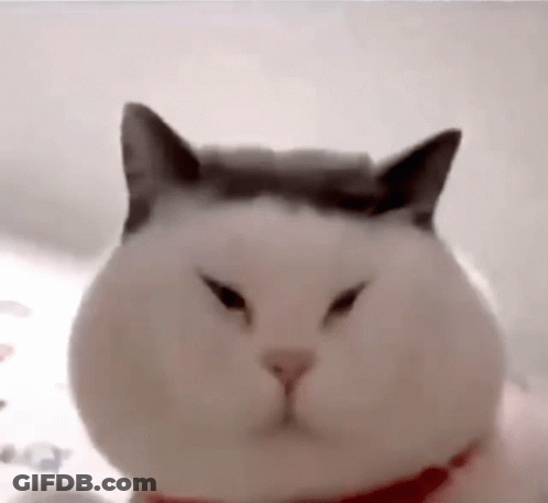 White Cat Wearing Red Collar GIF