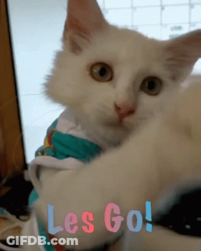 White Cat Wearing Shirt Saying Les Go GIF