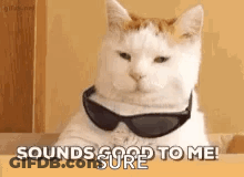 White Cat Wearing Sunglasses Says Sounds Good To Me GIF