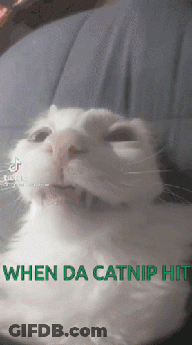 White Cat When Da Catnip Hits GIF