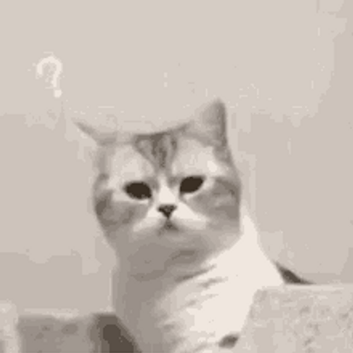 White Cat Wink Confused Question Mark GIF